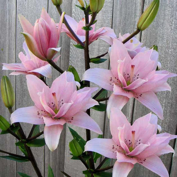 Double Asiatic Lily- Elodie