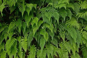 Rare Exotic Fern Seeds for Indoor Herbal Plants and Home Garden