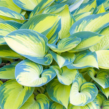 June Hosta