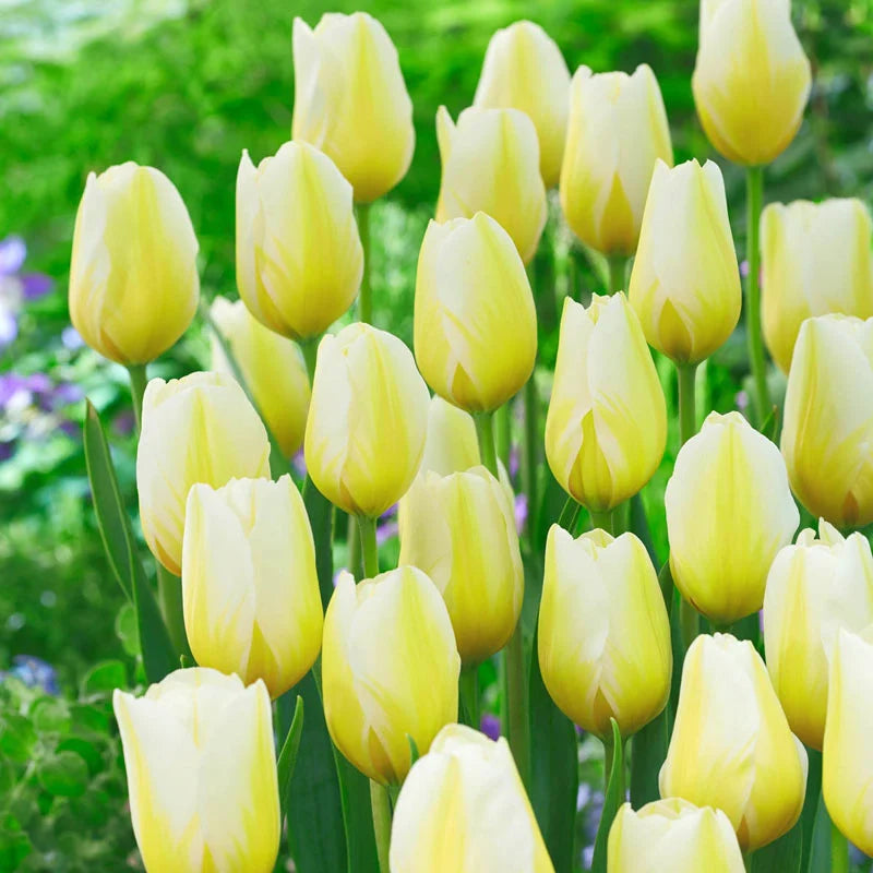 Lemon Meringue Tulip Seeds