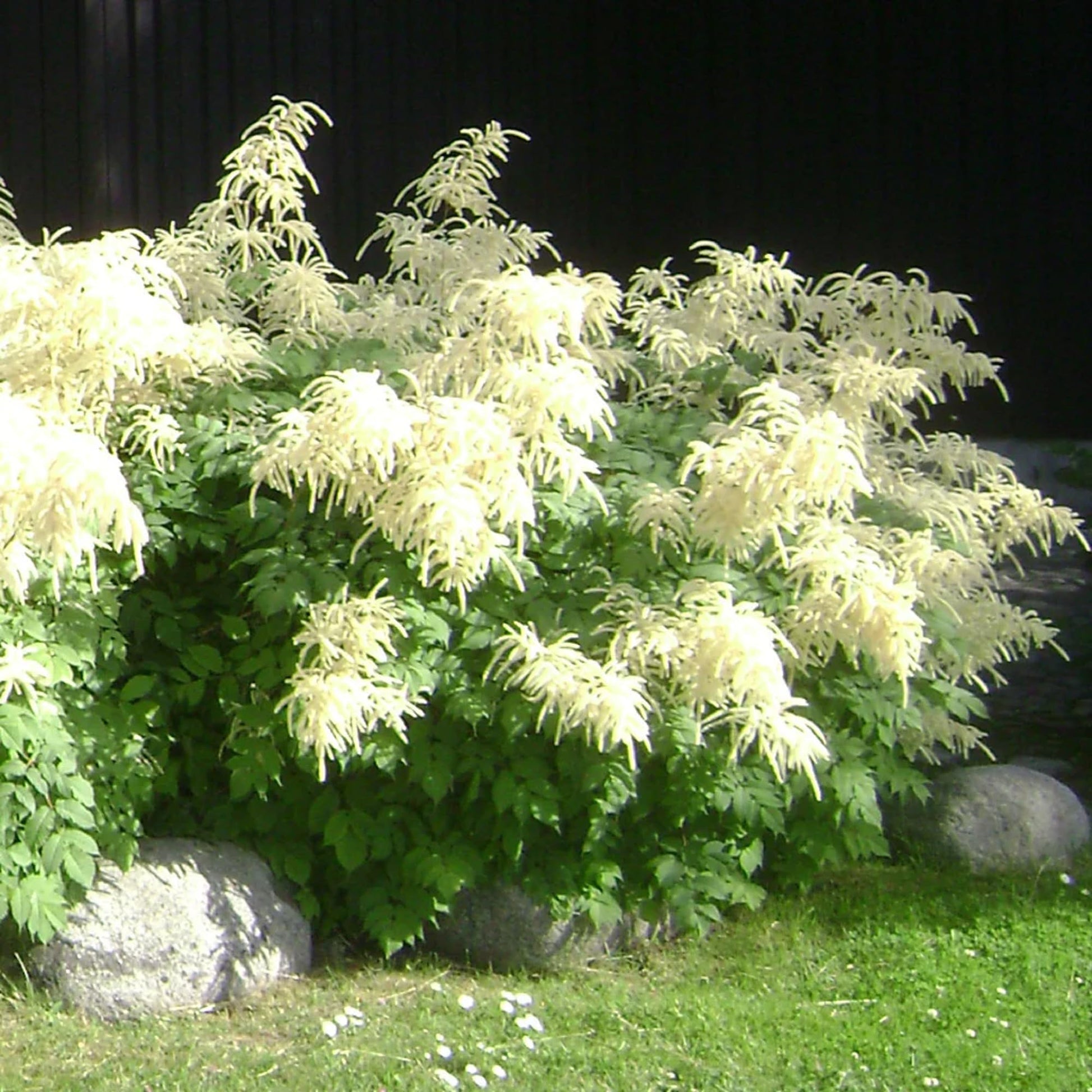 Aruncus Dioicus Goat’s Beard Perennial Flower - for planting in home garden