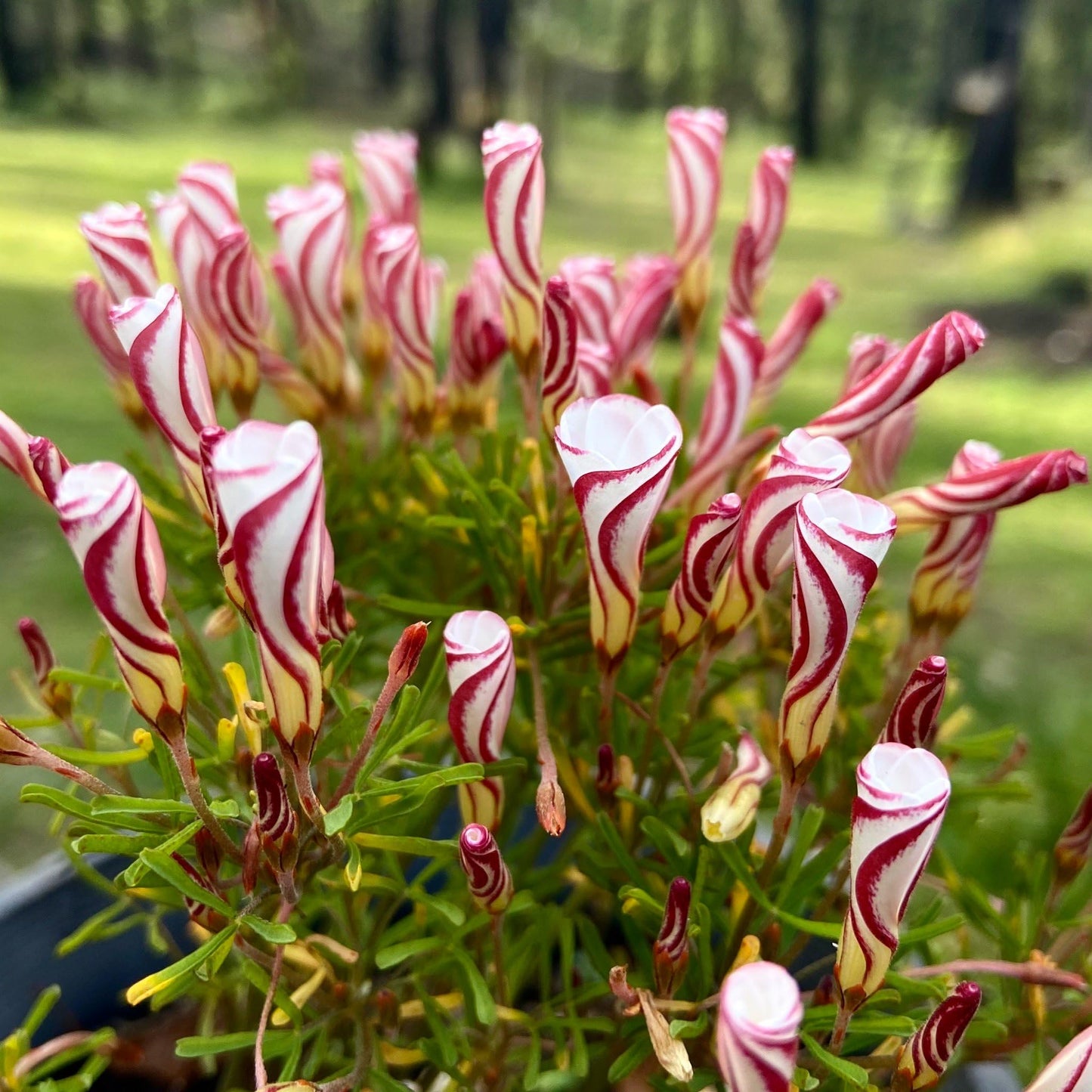 Oxalis Red Oxalis Flower Seeds