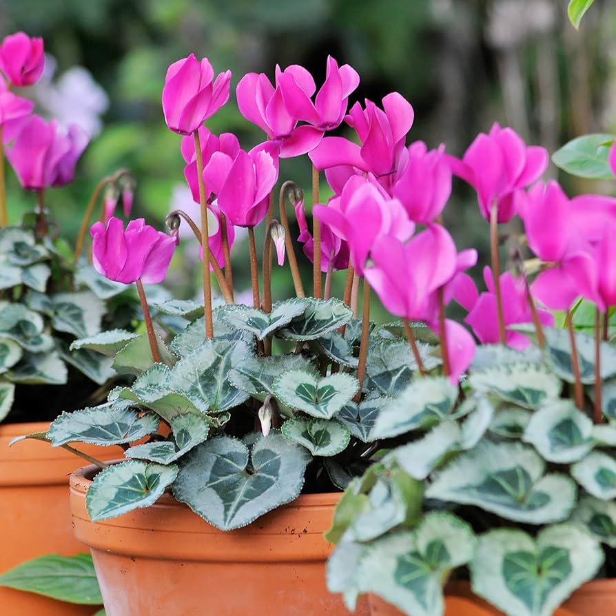 Cyclamen Shanghai Green Cyclamen Flower Seeds