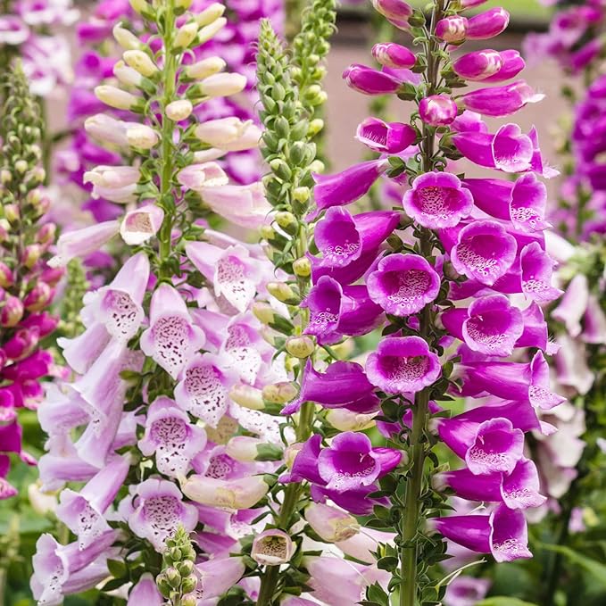 Organic Heirloom Non-GMO Pink Lady's Glove Seeds for Planting – Unique Garden Blooms