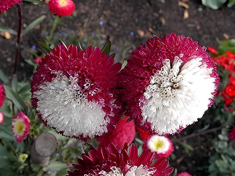 Aster Red Rainbow Chrysanthemum Perennial Flower Seeds