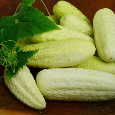 Wonder White Cucumber seeds – crisp, mild cucumber ideal for slicing