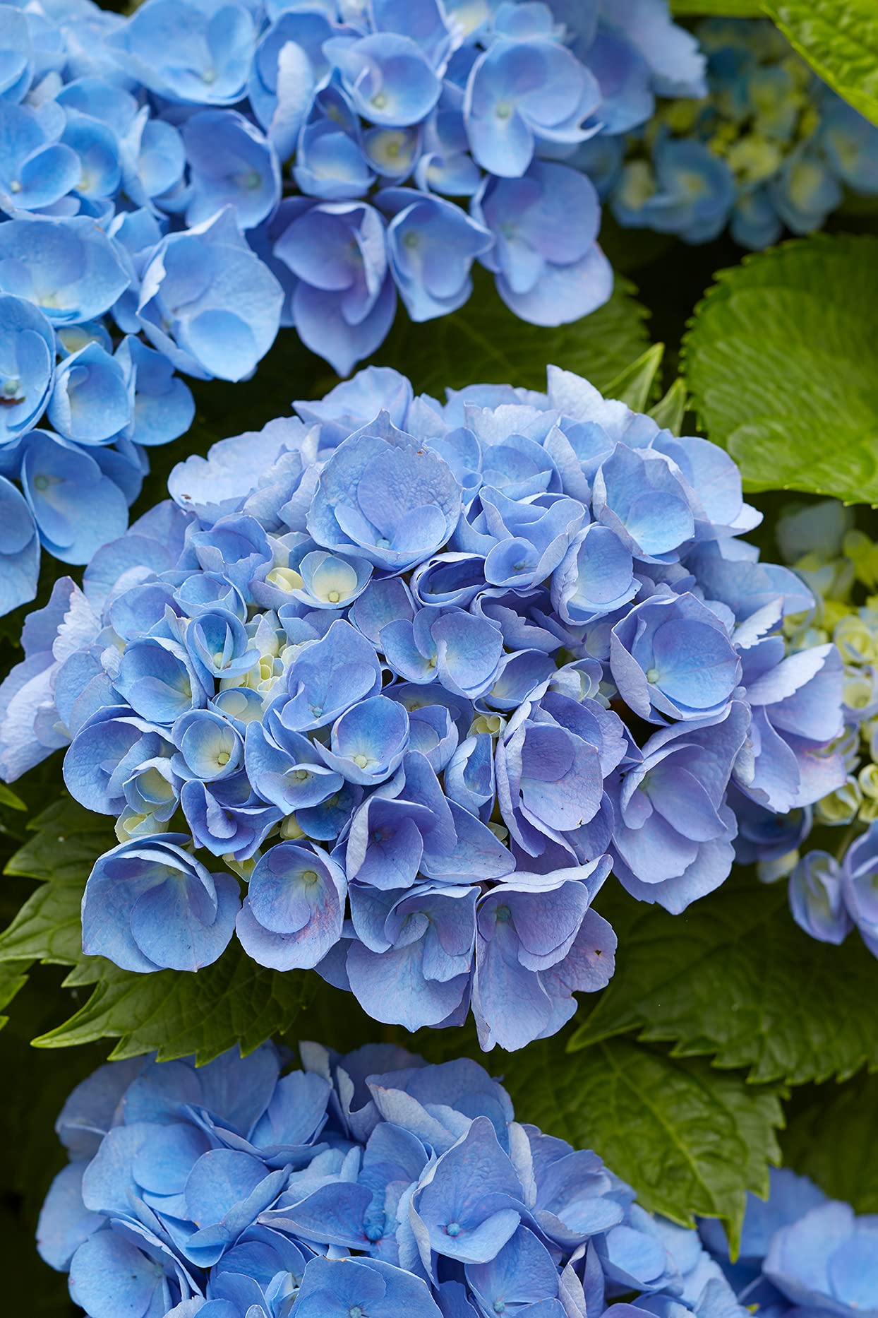 Mini hydrangea flower Hydrangea macrophylla seeds for planting in home garden or decorative containers