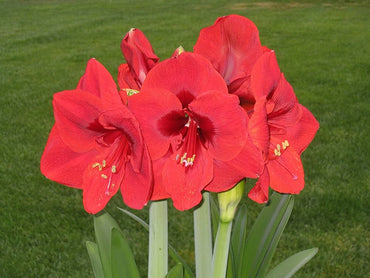 Yellow sunrise amaryllis Hippeastrum hybridum flower seeds for planting in pots or home garden borders
