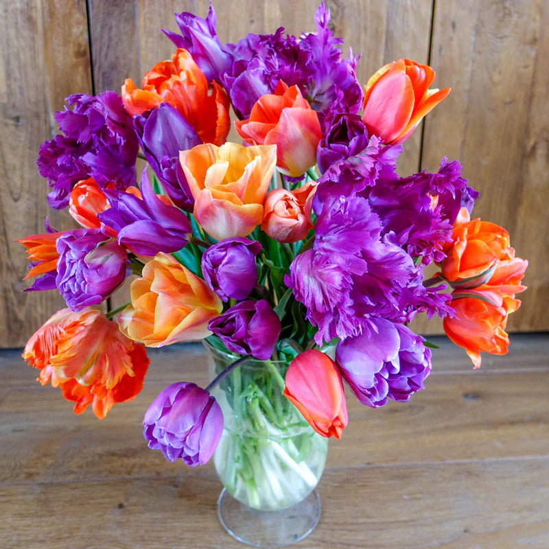 Colour Magic Tulip Mixture Seeds