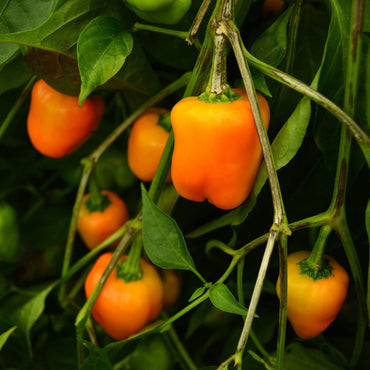 Orange paprika pepper Capsicum annuum heirloom vegetable seeds for planting in garden beds or patio pots