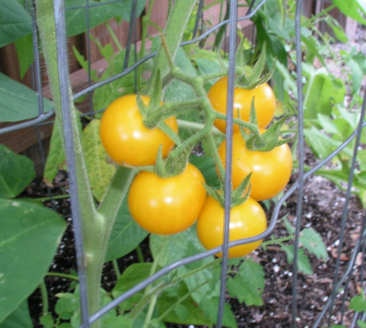 Oxheart Yellow tomato seeds heirloom variety for large heart-shaped fruits