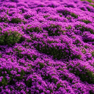 Purple Creeping Thyme Flower Seeds – Heirloom, Non-GMO, Fragrant Ground Cover for Garden Planting