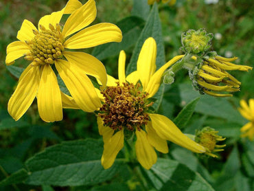 Verbesina Occidentalis Flower Seeds – Heirloom Non-GMO Seeds for Wildflower and Pollinator Garden Planting