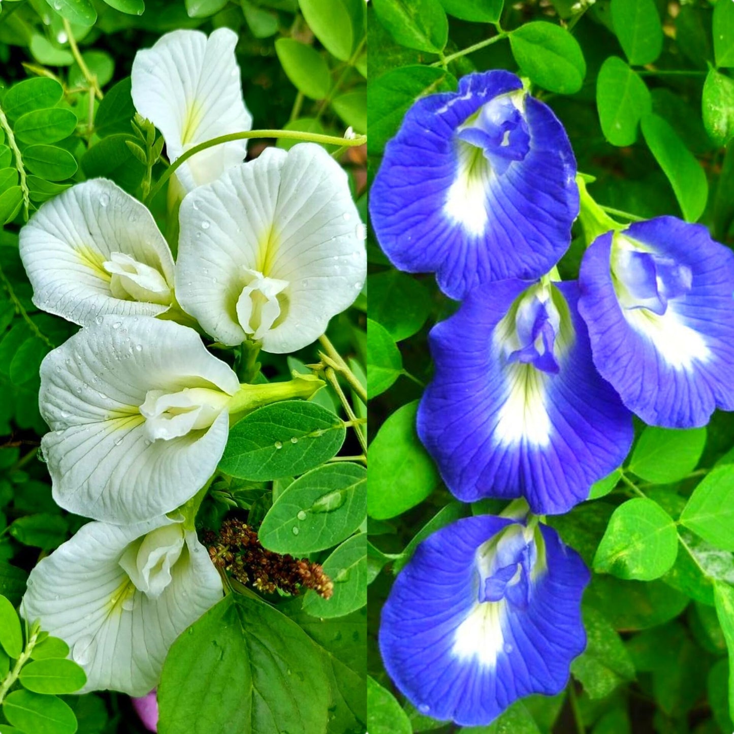 Persian Blue Flower seeds blooming into striking cobalt-blue blossoms with dainty petals, ideal for ornamental flower beds