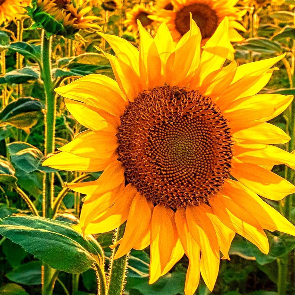Wild sunflower Helianthus annuus grauer streifen seeds for planting in pollinator gardens or backyard borders