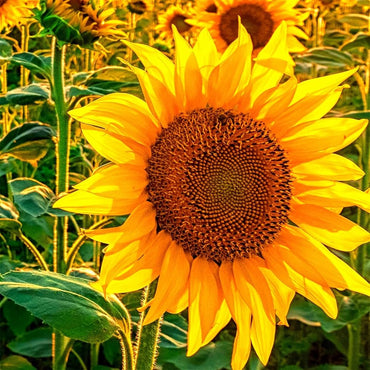 Wild sunflower Helianthus annuus grauer streifen seeds for planting in pollinator gardens or backyard borders