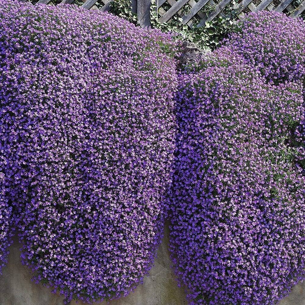 Aubrieta Cascade Purple Rock Cress seeds blooming into vibrant purple mat-forming flowers ideal for rock gardens and slopes