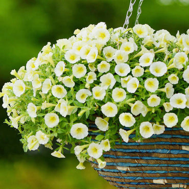Petunia flower Petunia hybrida Shock Wave Coconut pelleted seeds for planting in indoor pots or window boxes