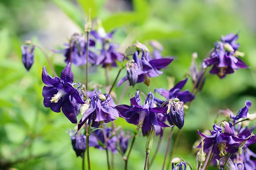 Dark purple Columbine flower seeds for planting hummingbird gardens