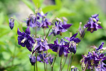 Dark purple Columbine flower seeds for planting hummingbird gardens