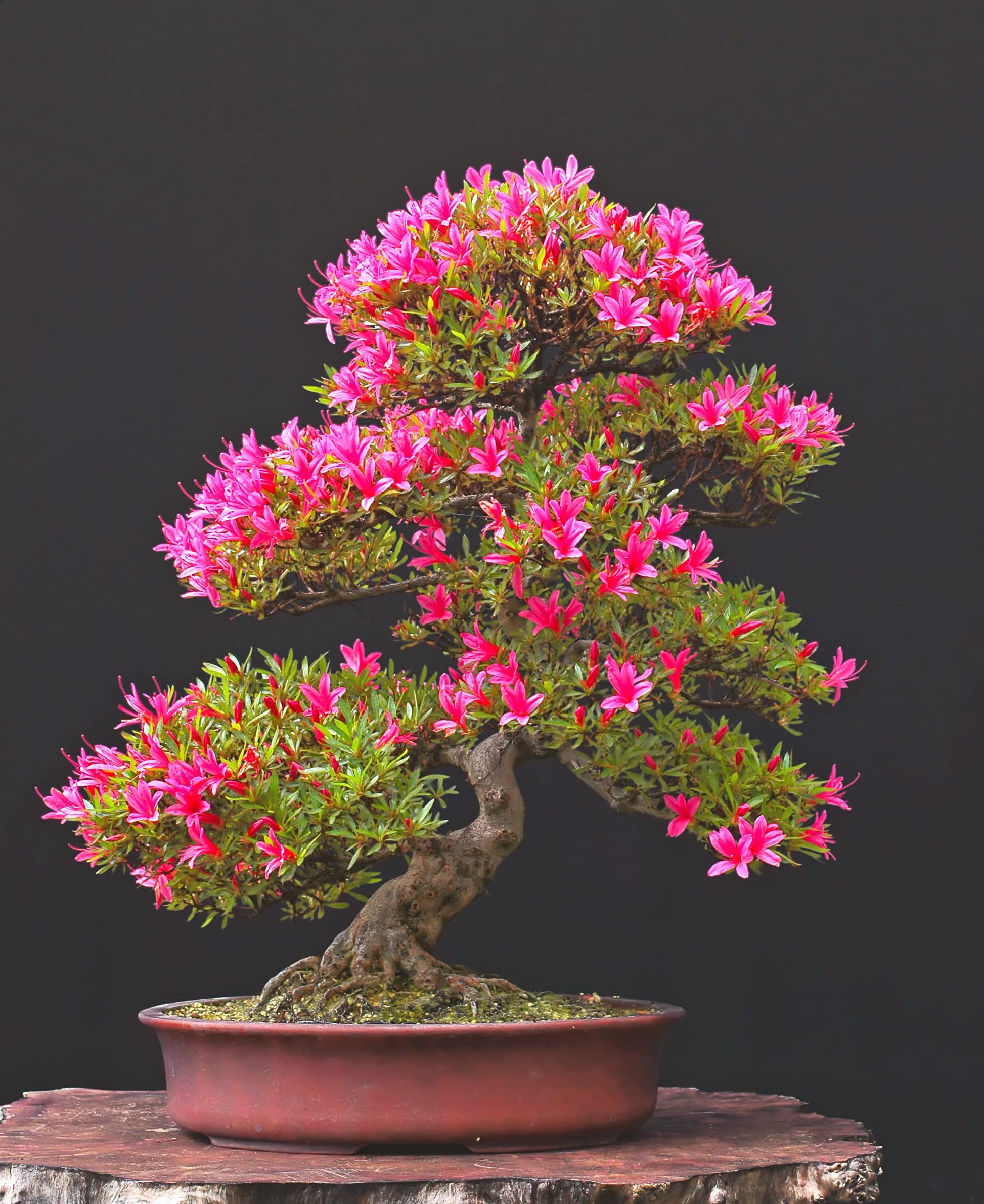 Azalea Rhododendron Simsii Mixed Colors Flower - for planting in home garden