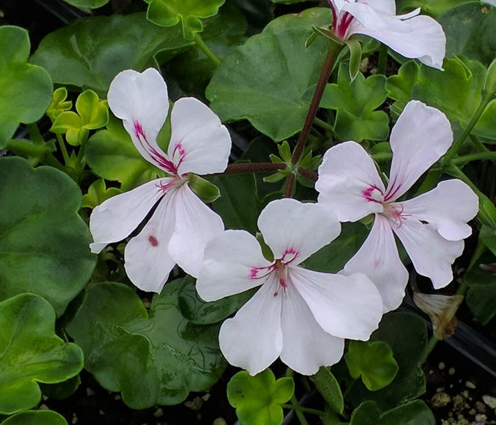 Purple & White Geranium Flower Seeds for Planting – Heirloom, Non-GMO