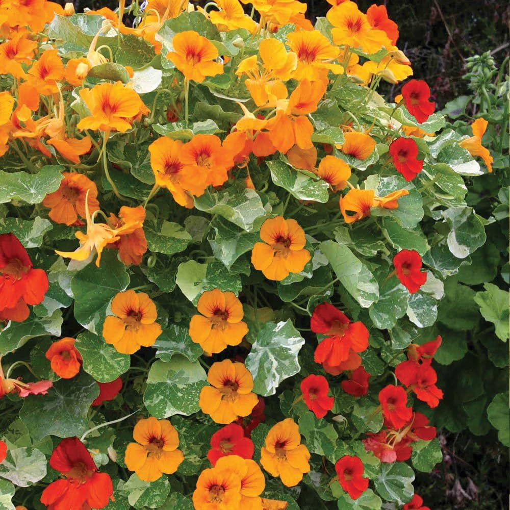 Nasturtium ‘Vesuvio’ flower seeds (Tropaeolum) – fiery trailing annual