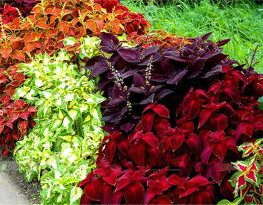 Coleus foliage plant seeds mixed bright colors for vibrant shade gardens