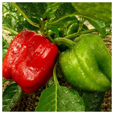California Wonder green sweet pepper seeds for planting crisp bell peppers