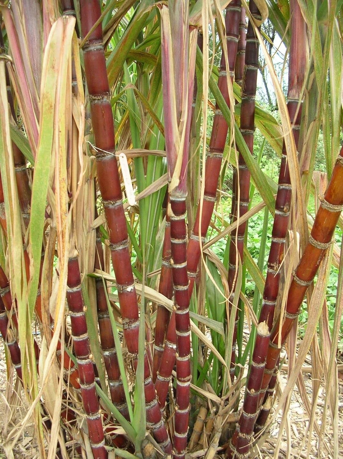 Sugarcane Plant Seed Pack for Growing Sweet Cane Stalks - Plant Seeds for Home Garden