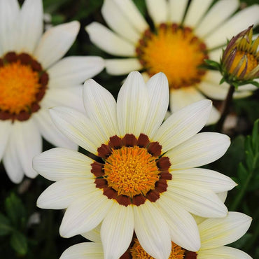 Gazania Daybreak White seeds – drought-tolerant white flowering annual