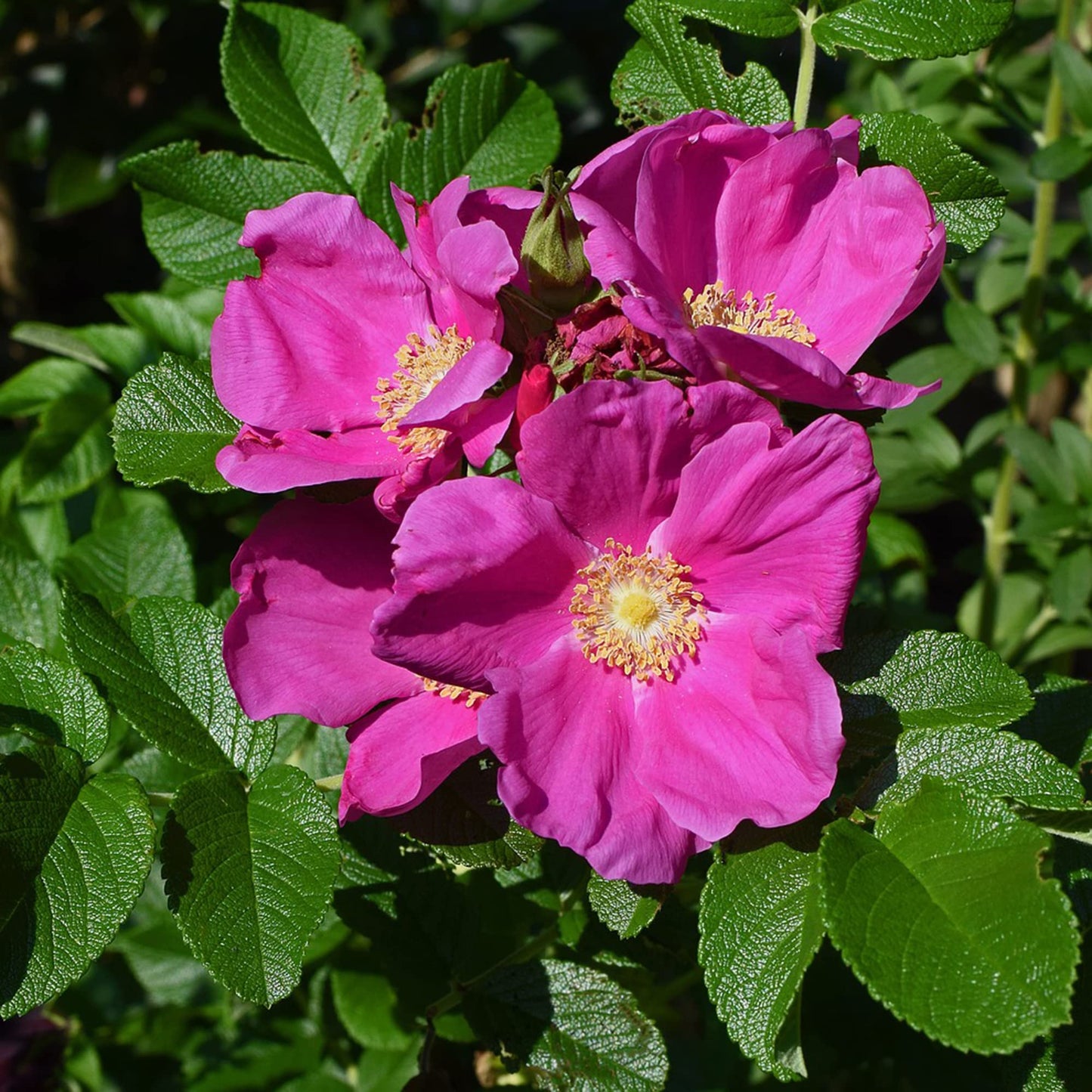 Rugosa rose Rosa rugosa pink seeds for fragrant and fast-growing hardy rose bushes
