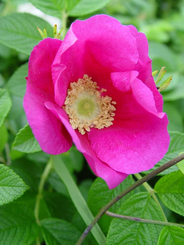 Rugosa rose Rosa rugosa pink seeds for fragrant and fast-growing hardy rose bushes