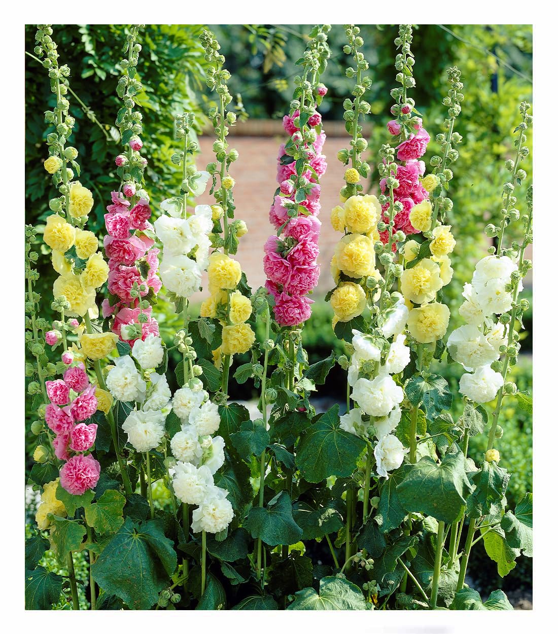 Hollyhock flower Alcea rosea seeds for planting in hummingbird-friendly gardens or decorative outdoor pots