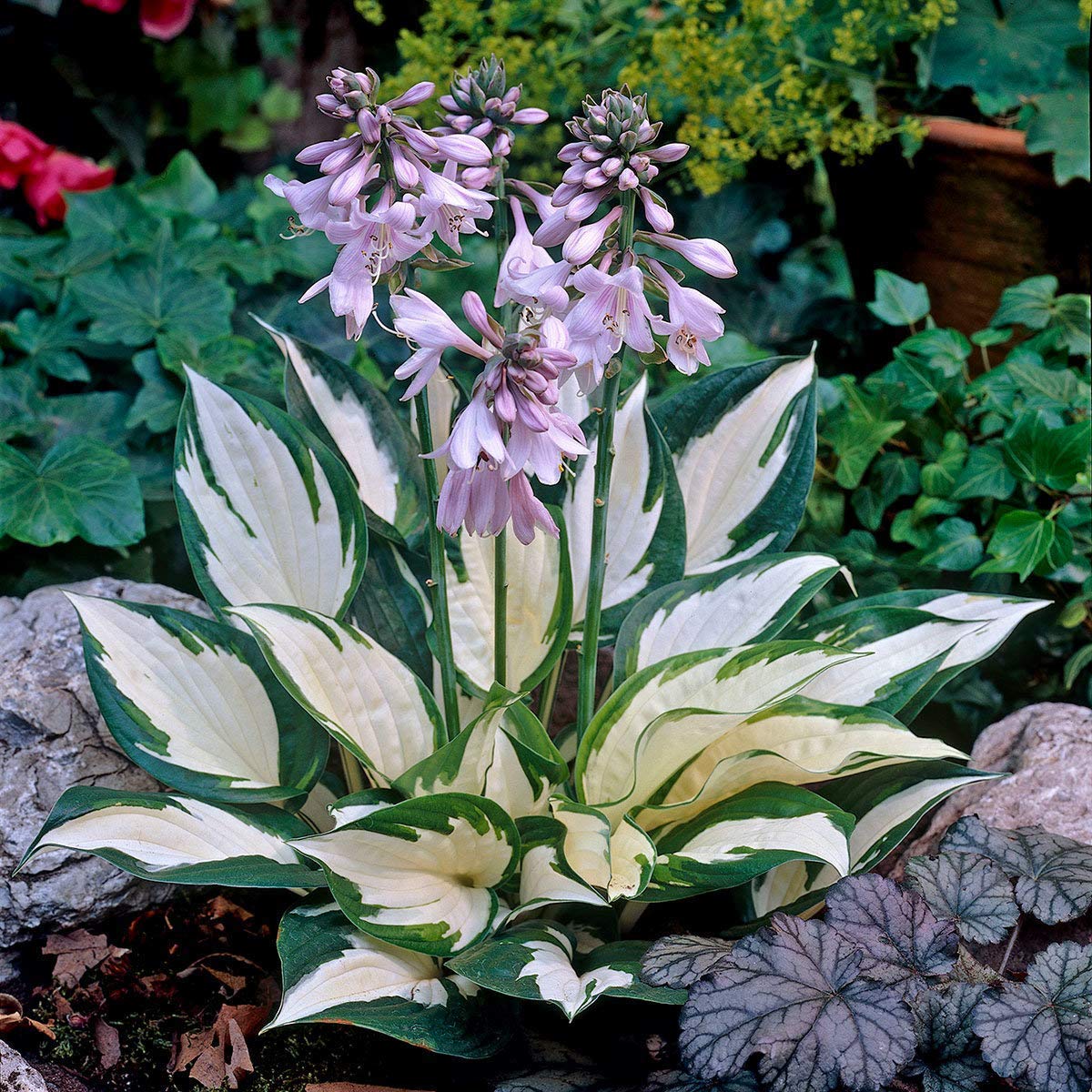 Hosta Lily Perennial Flower Seeds for Ground Cover and Garden Planting