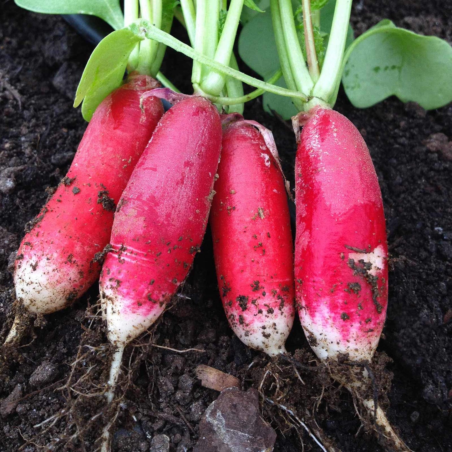 China Rose Radish Raphanus Sativus Vegetable Seeds for Planting in Kitchen Garden and Raised Beds