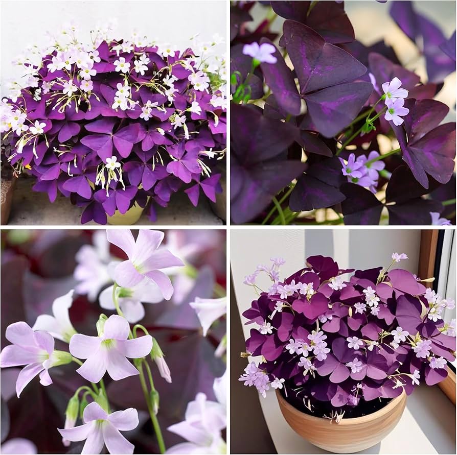Oxalis Acetosella Violet Flower Seeds for Home Garden