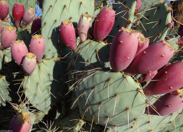 Prickly pear cactus Opuntia engelmannii pink seeds for planting in cold-hardy succulent gardens