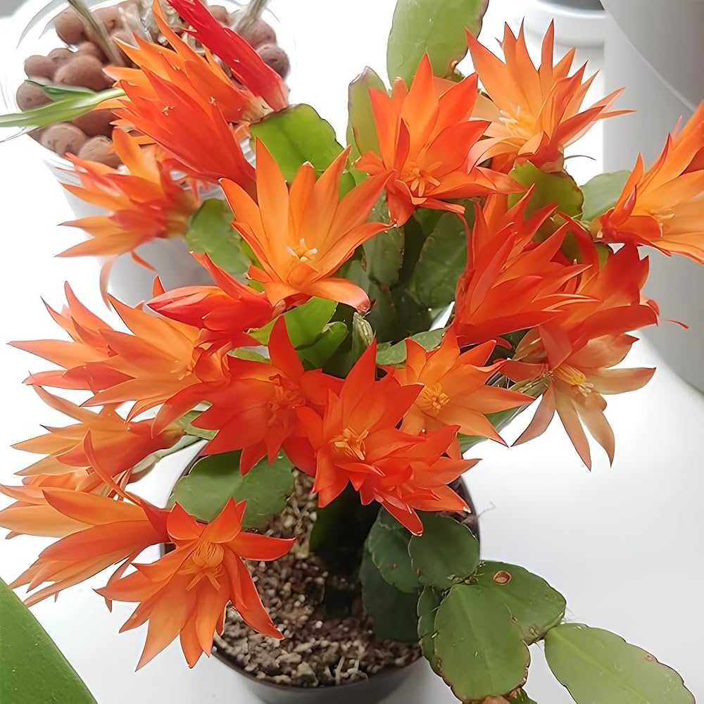 Schlumbergera Flower Seeds for Planting ,Heirloom Seeds -100