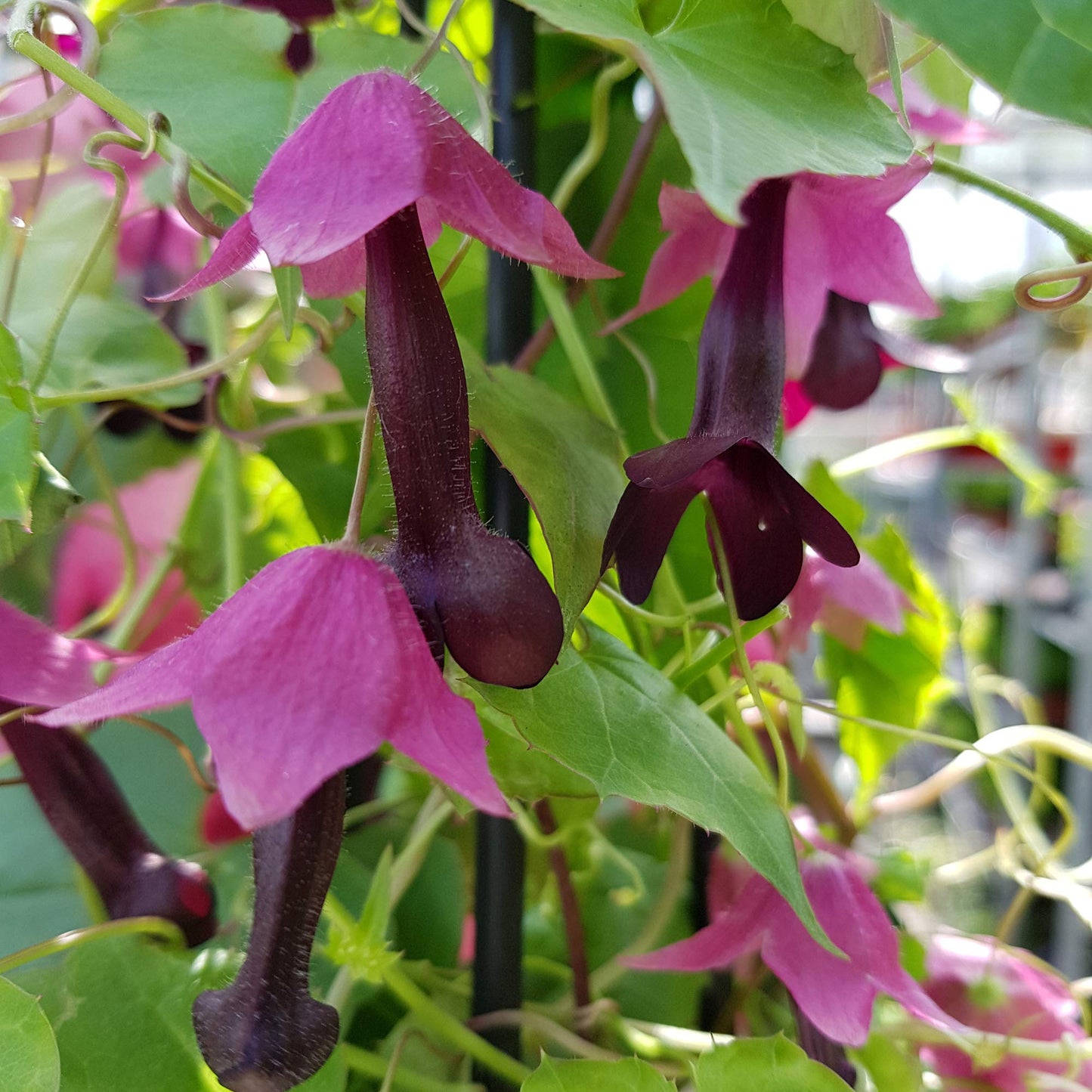 Rhodochiton Purple Bell Vine seeds – ornamental climber with exotic blooms
