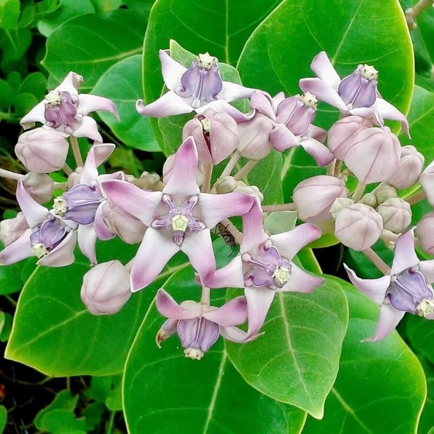 Milkweed flower Asclepias purpurascens purple seeds for planting in pollinator-friendly backyard gardens