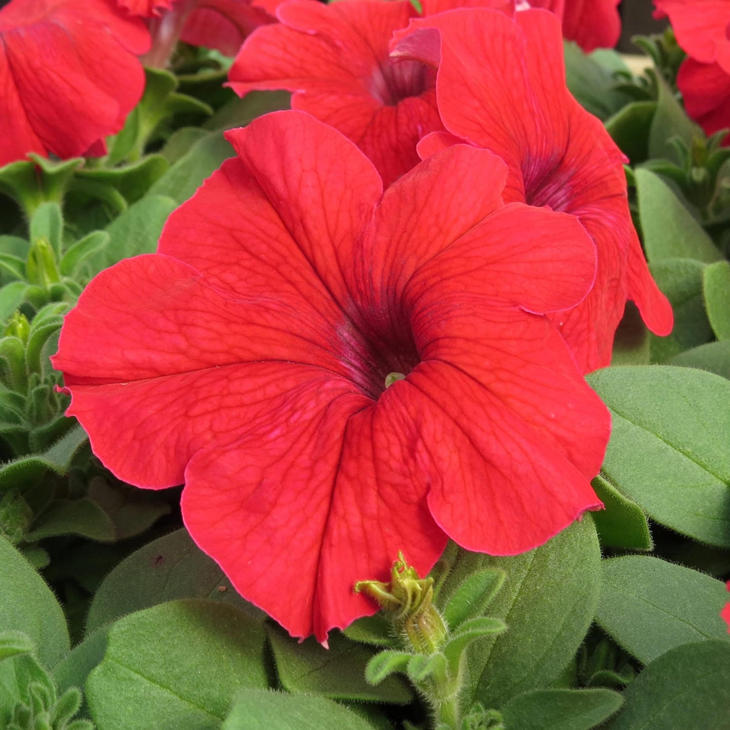 Petunia flower Petunia hybrida seeds for planting in balcony pots or vertical garden containers