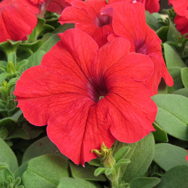 Petunia flower Petunia hybrida seeds for planting in balcony pots or vertical garden containers