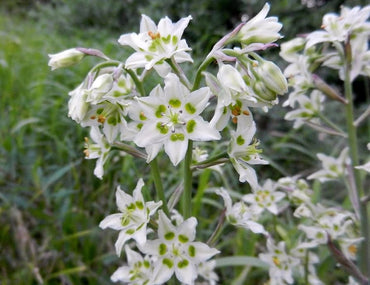 Deathcamas flower Zigadenus elegans white wildflower seeds for planting in natural landscapes or open gardens