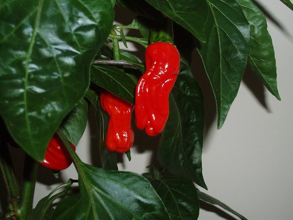 Peter Pepper Red Hot Chili Seeds for Indoor and Garden Planting