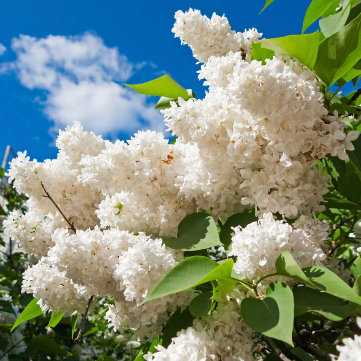 Heirloom Non-GMO Osmanthus Flower Seeds for Fragrant Garden Planting