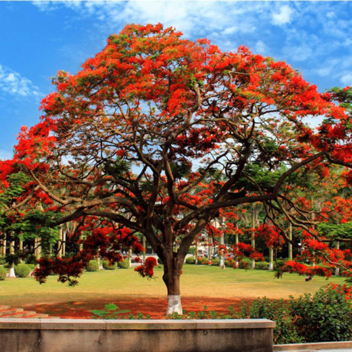Brachychiton Acerifolius Flower Seeds for Planting, Heirloom, Non-GMO Flower Seeds