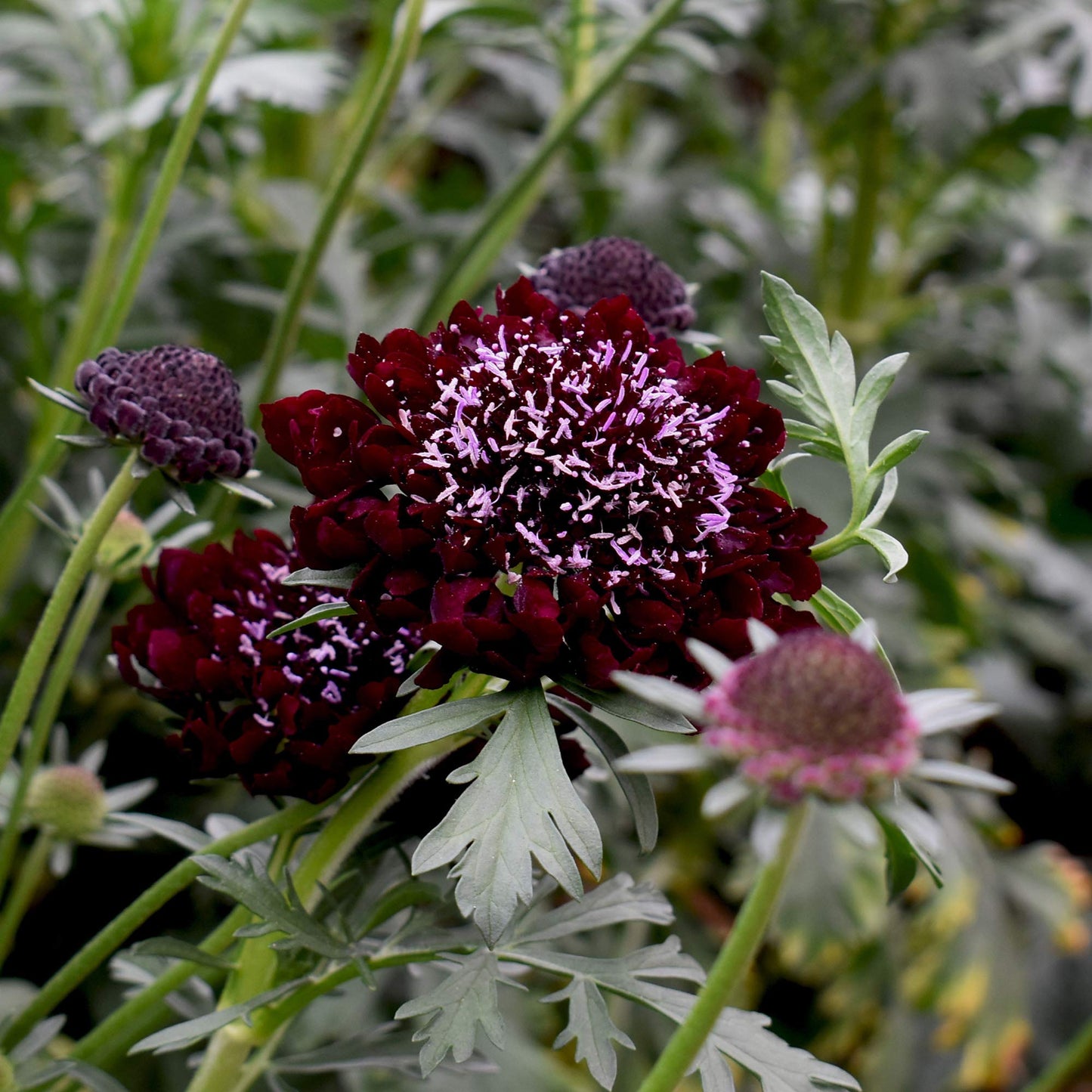 Scabiosa Pincushion Mixed Colors Perennial Flower Seeds