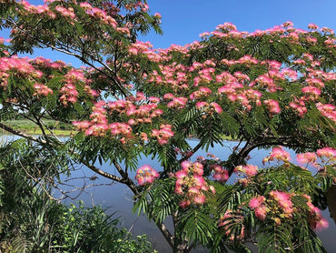 Heirloom Non-GMO Albizia Mimosa Flower Seeds for Planting – Fragrant Silk Tree Garden Blooms