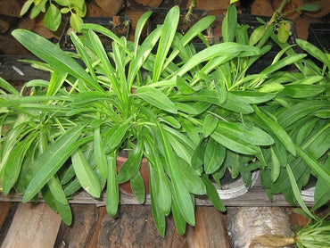 African dream root Silene capensis herb seeds for planting in pots or naturalistic garden spaces